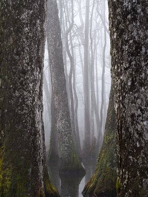 Window to the Fog 