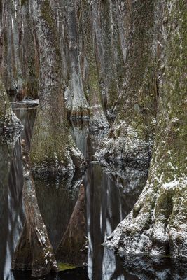 Snow at the Swamp 