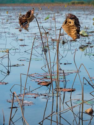 Water Lilies - Gallery