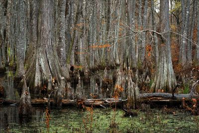 Cypress Swamp -  Natchez Trace  -  Gallery