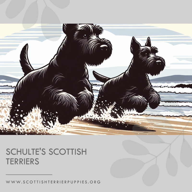 Black Scottish Terriers Having Fun in the Sun (1).png