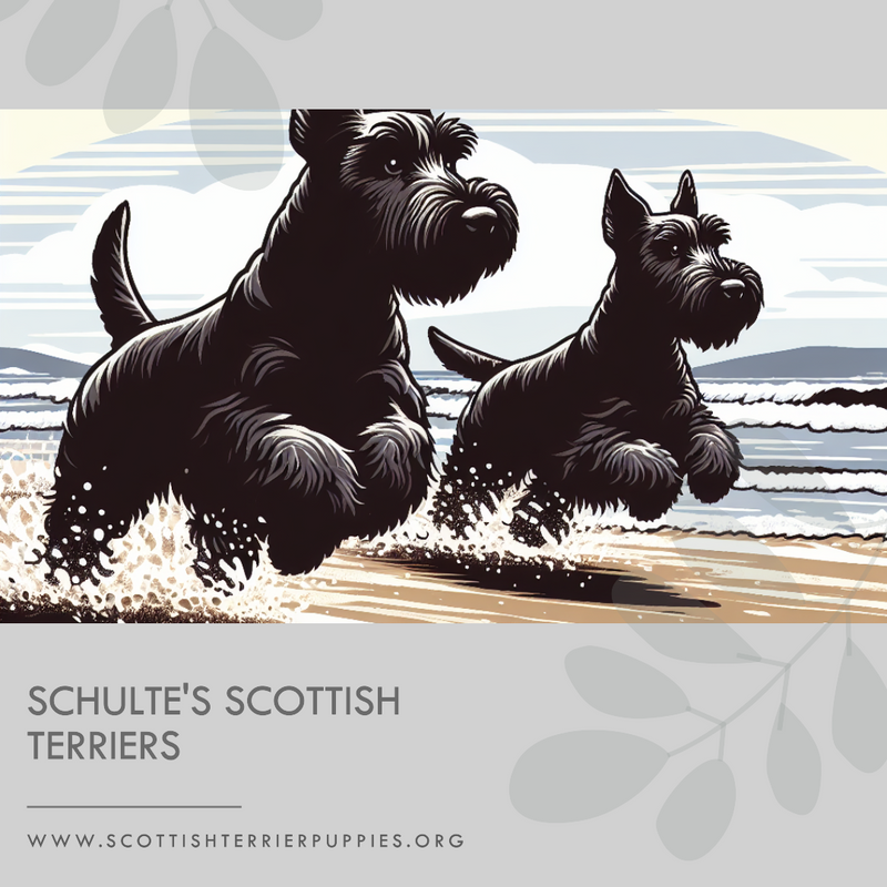 Scottish Terriers