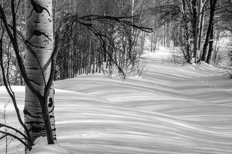 Winters Snowy Blanket