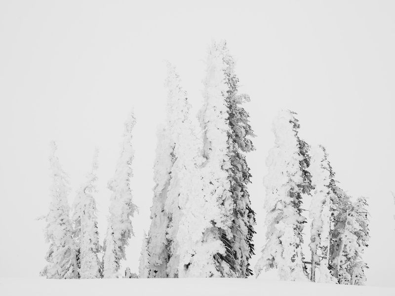 Frozen Conifers