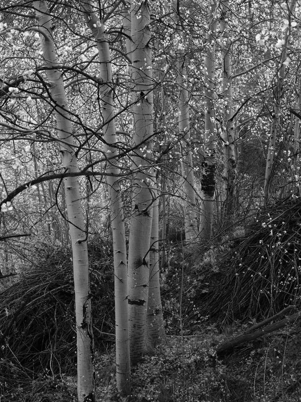 Ethereal Aspen
