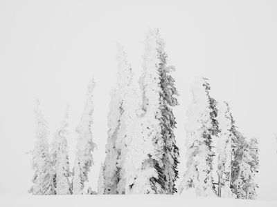 Frozen Conifers