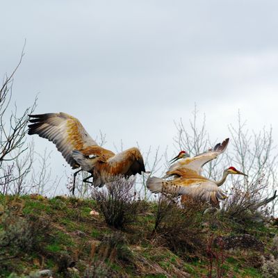 Sandhill Crane Scuffle