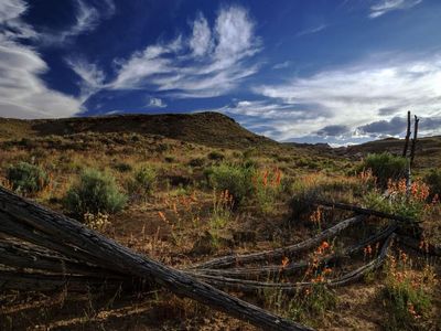 Spring in Bloom in the Desert