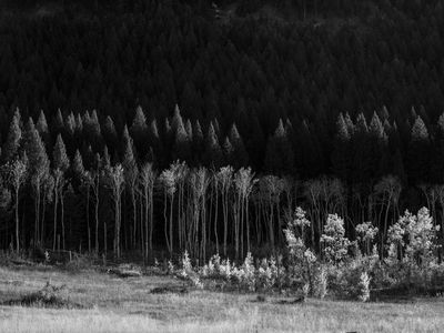 Fall Aspen at Red Rock Lakes, Montana