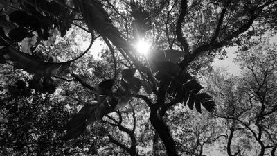 P1010345bw.jpg