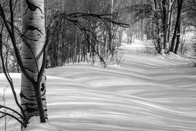 Winters Snowy Blanket 