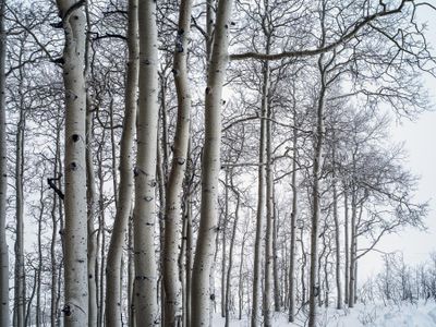 Silvery Aspen
