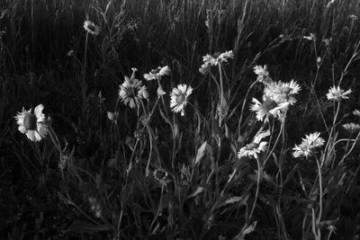 IMG_0302.jpeg