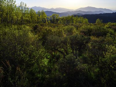 Early Summer Sagebrush