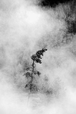 Black and White Trees