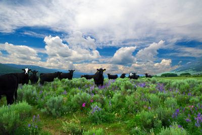 Montana Landscapes