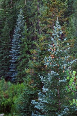 Trees