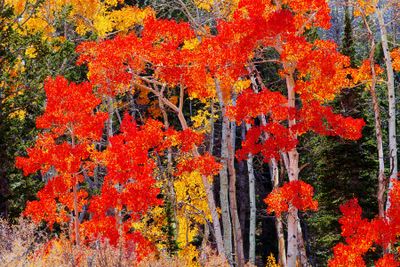 Utah Fall 2025