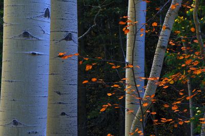 Aspens