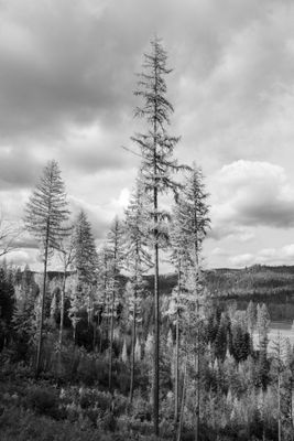 Black And White Idaho