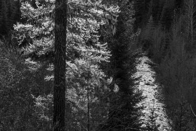 Black And White Idaho