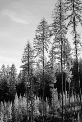 Black and White Trees