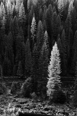 Black And White Idaho