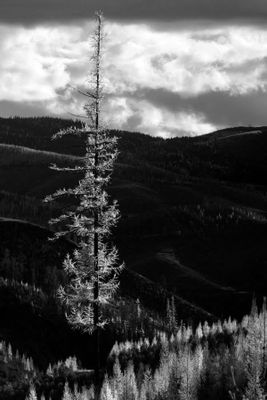 Black And White Idaho