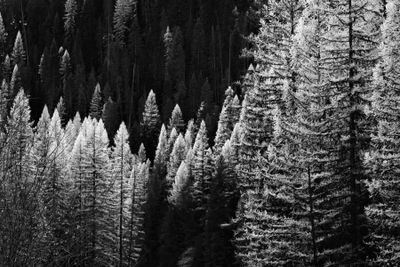 Black and White Trees