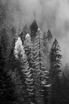 Black and White Trees