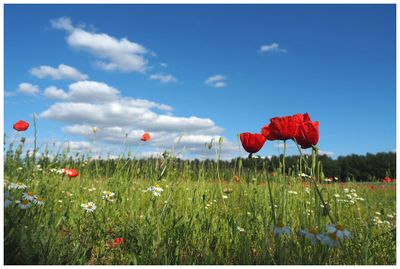 Nature & Rural Life 2018