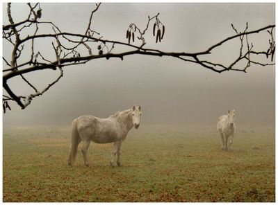 November  2003