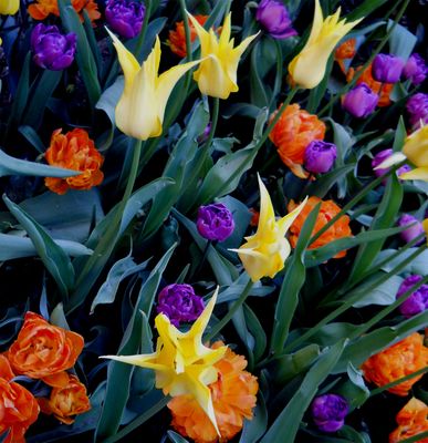 Tulips.jpg