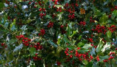 Holly.jpg