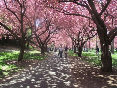 Brooklyn Botanical Garden - April 2025