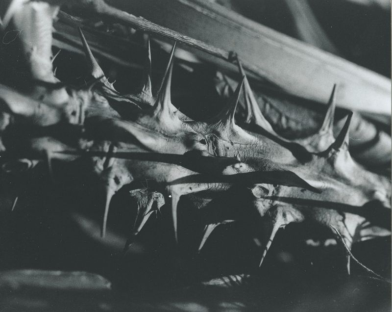Jayson_Harrington_WhatRemains_2.jpg