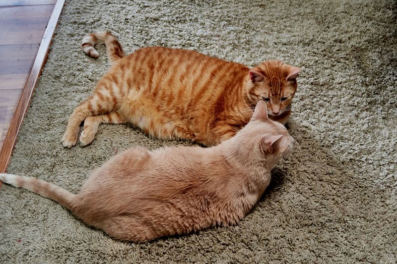 Morris (top) and Sylvester         IMG_1673.jpg