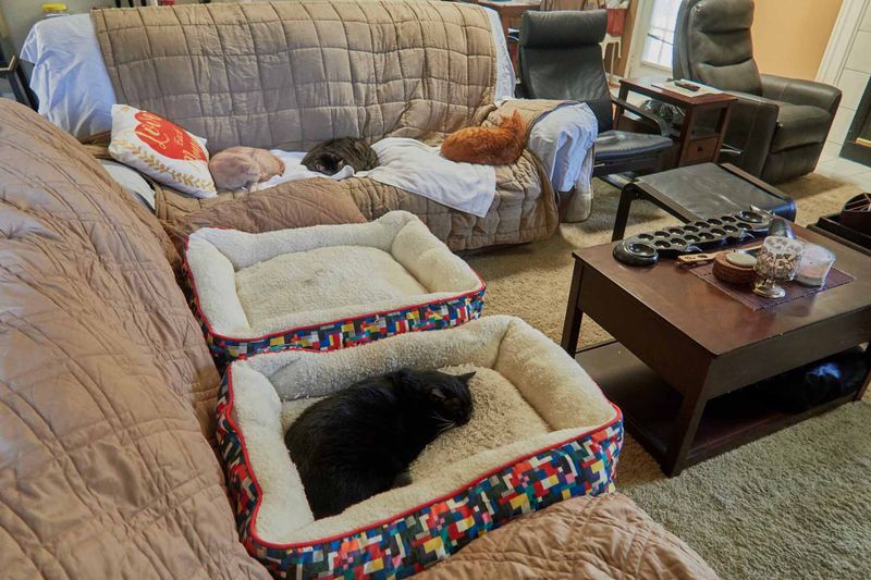 TicTok, Sylvester, Ling, Morris       IMG_2371.jpg