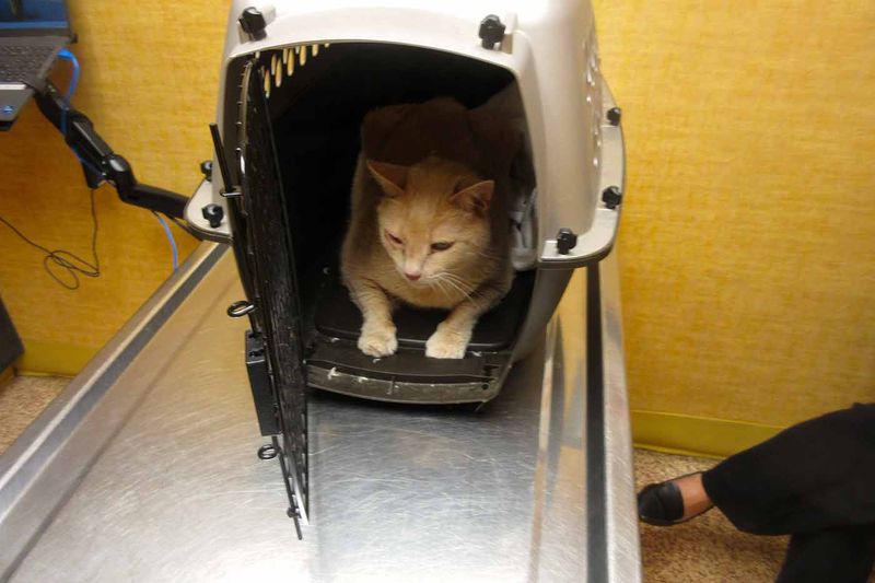 Sylvester at vet for his eye 4_23_25            IMG_4024.jpg