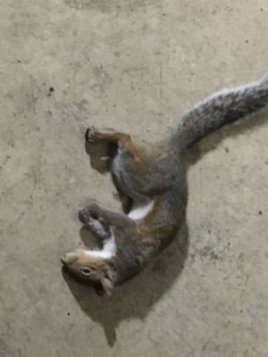 Poor little bunny killed by one of our kitties and presented to us on the porch.