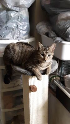 The Baby on top of the scratcher.