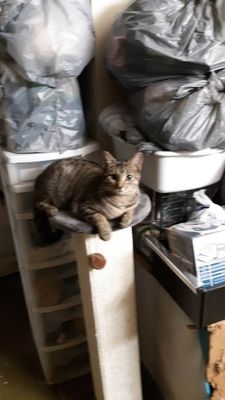 Baby perched on the scratcher. 