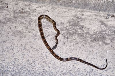 Snake on side of street near mailboxes May 31, 2023