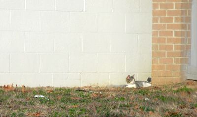 Kitty outside Walmart.          IMG_2251.jpg