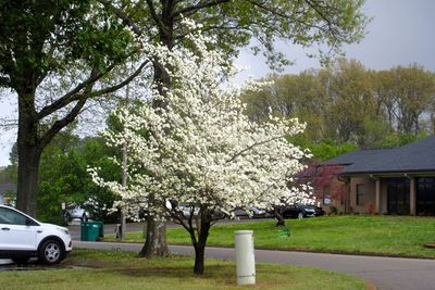 Lovely Spring tree.           IMG_2461.jpg