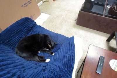 Sweet TicTok in his favorite sleeping chair.        IMG_2469.jpg