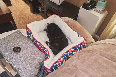 TicTok the cat enjoying life.       IMG_1698.jpg