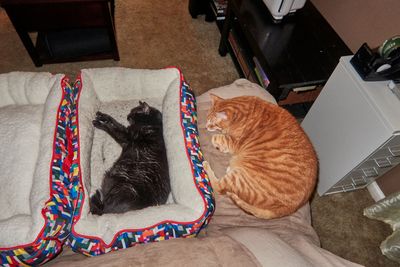 TicTok and Morris          IMG_1764.jpg
