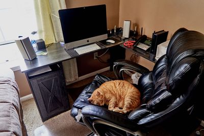 Morris in my chair. Sweet sweet fellow.         IMG_1824.jpg