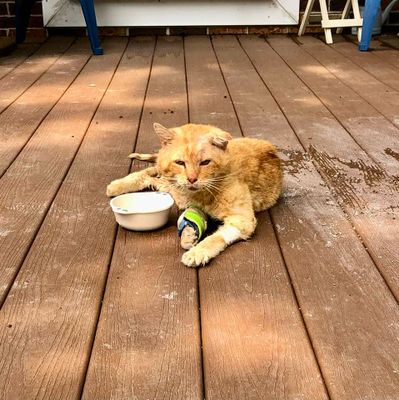 Carl's injured cat Harry had to be put down today. Poor thing was in bad shape, it was best for him.
